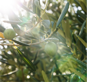 Olive tree
