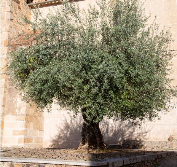 Olive tree large
