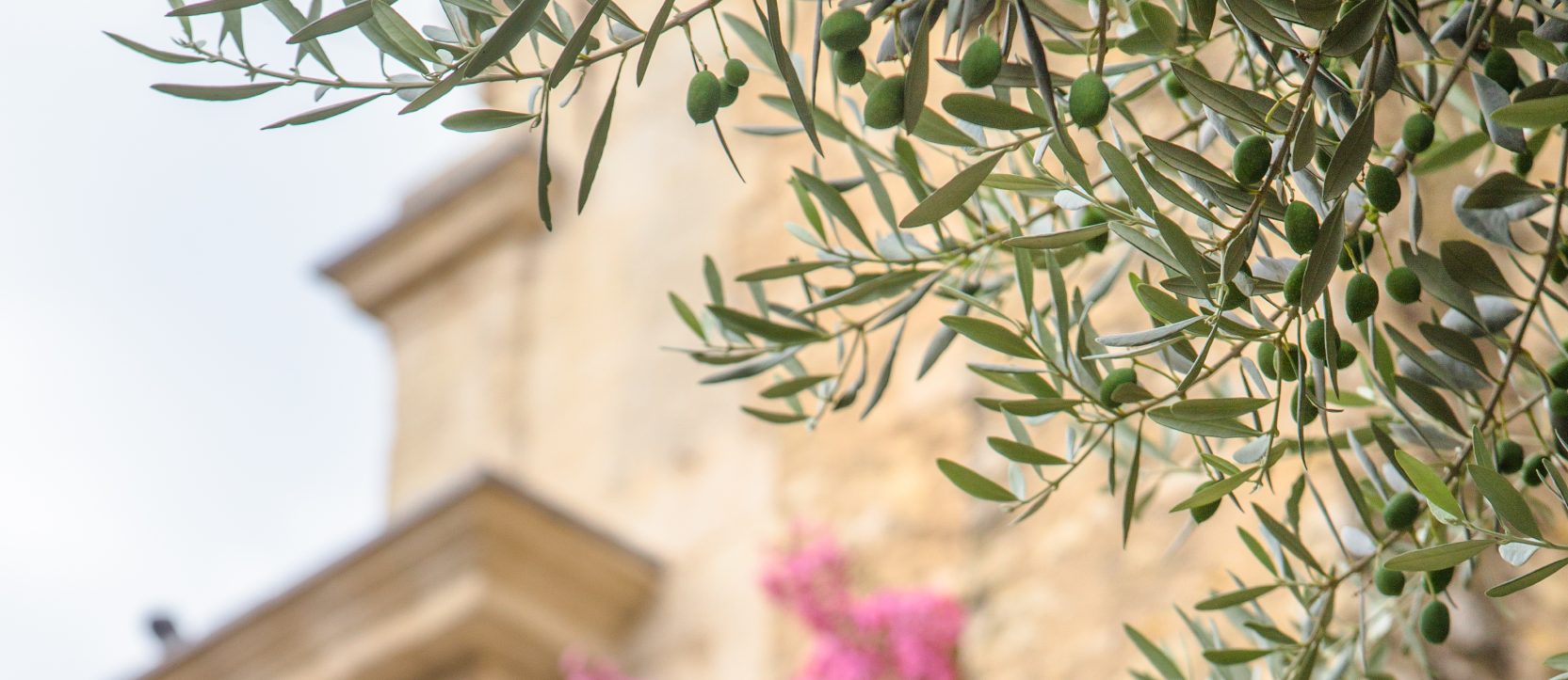 Bringing the Mediterranean Indoors: Olive Trees in US Home Design